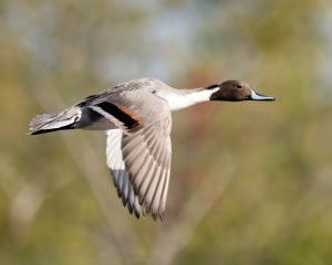 Northern Pintail