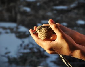Rock Dove Rescue