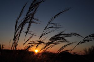 Pasture Sunrise