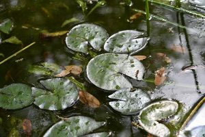 Imaginary Stepping Stones