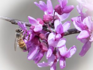 Sip of Spring