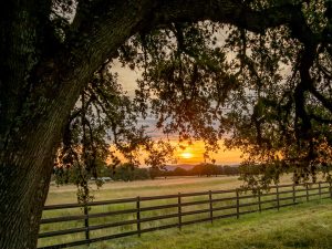 Oak Tree Ranch Sunset
