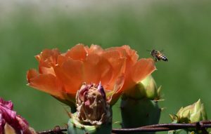 Nature\'s Partnership
