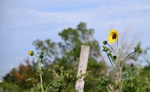 Wild as a Sunflower