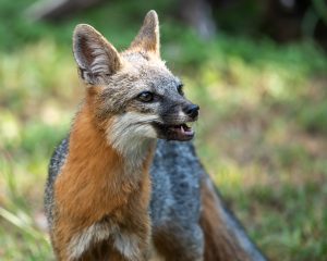 Eager Gray Fox
