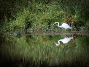 Early Morning Reflections