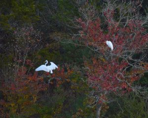 \"Egrets Roosting on the Riverbank.\"