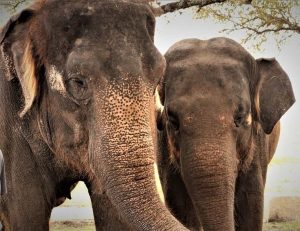 Asian Elephants