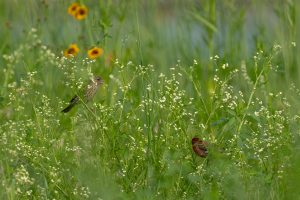 Finches\' favorite field