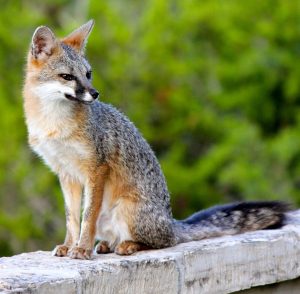 FoxyFriend