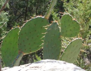 Cacti in Wonder