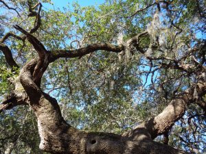The Tree Canopy