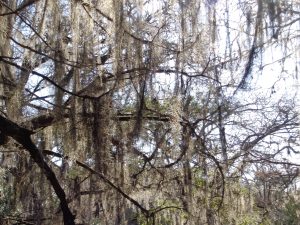 The Gray Vines