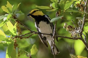 Golden-checked warbler