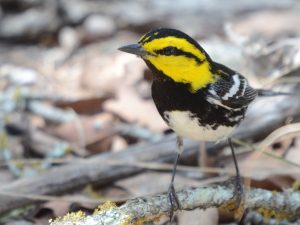 Golden-cheeked Warbler
