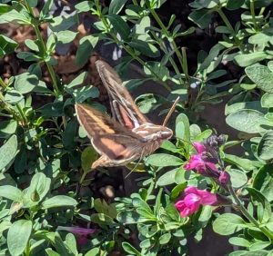 Hummingbird Moth