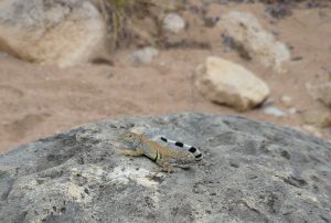 Hidden Dragon