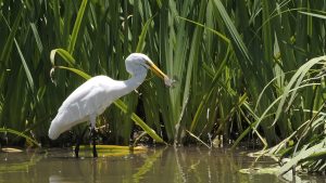 Great Egret