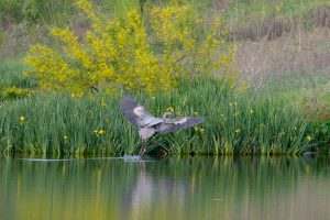 Great blue heron touching down
