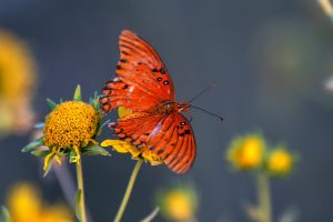 Beautiful Butterfly