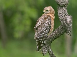 Red Shouldered Hawk