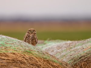 Burrowing Owl