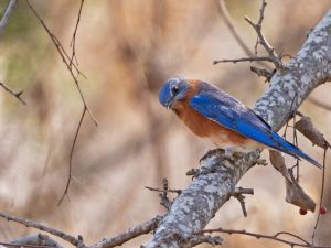 Mr. Bluebird