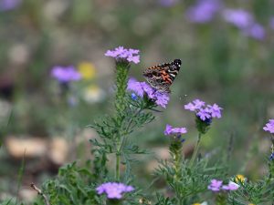 American Lady in Wildflowers