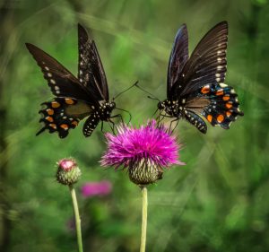 Pipevine Swallowtail Butterflies