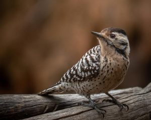 Woodpecker thoughts
