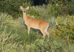 Hill County Princess