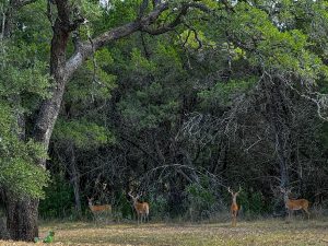 Buck Alley