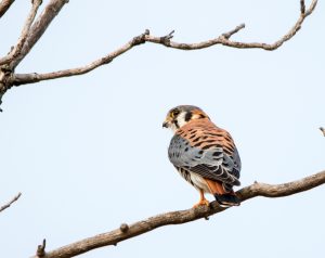 American Kestral Giving the Side Eye
