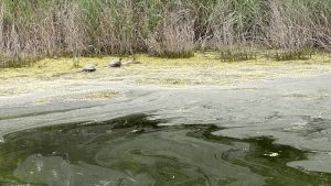 Turtles & Pond