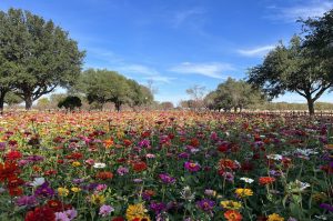 Endless Wildflowers