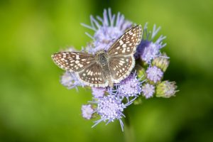 Desert Checkered-Skipper in Spring