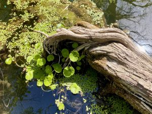 Lily Pads Gently hug roots of a Cypress tree.