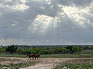 Horses taking an afternoon stroll