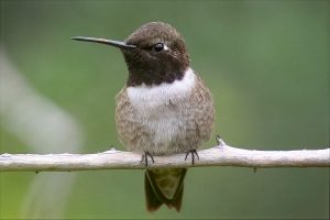Black-Chinned Hummingbird Close-up
