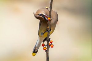 Cedar Waxwing with snack