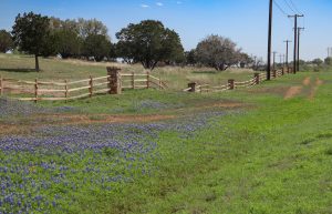 Blue Bonnets on country roads