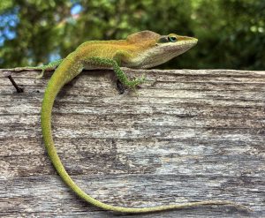 Our neighbor the Anole