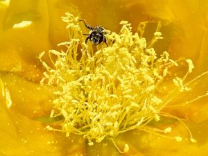 The Pollinator