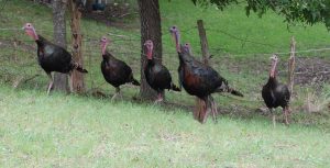 Gobble Gobble