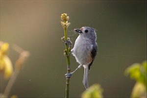 Black-Crested- Tufted-Titmouse hybrid