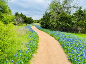 Bluebonnet Path
