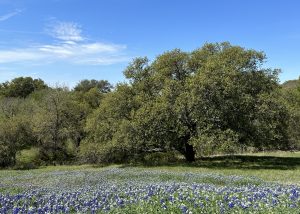 Bluebonnets & Oak