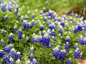 Bluebonnet Field
