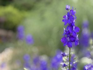 Purple Sage