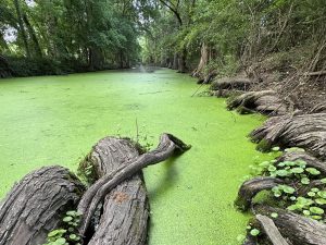 Green Creek